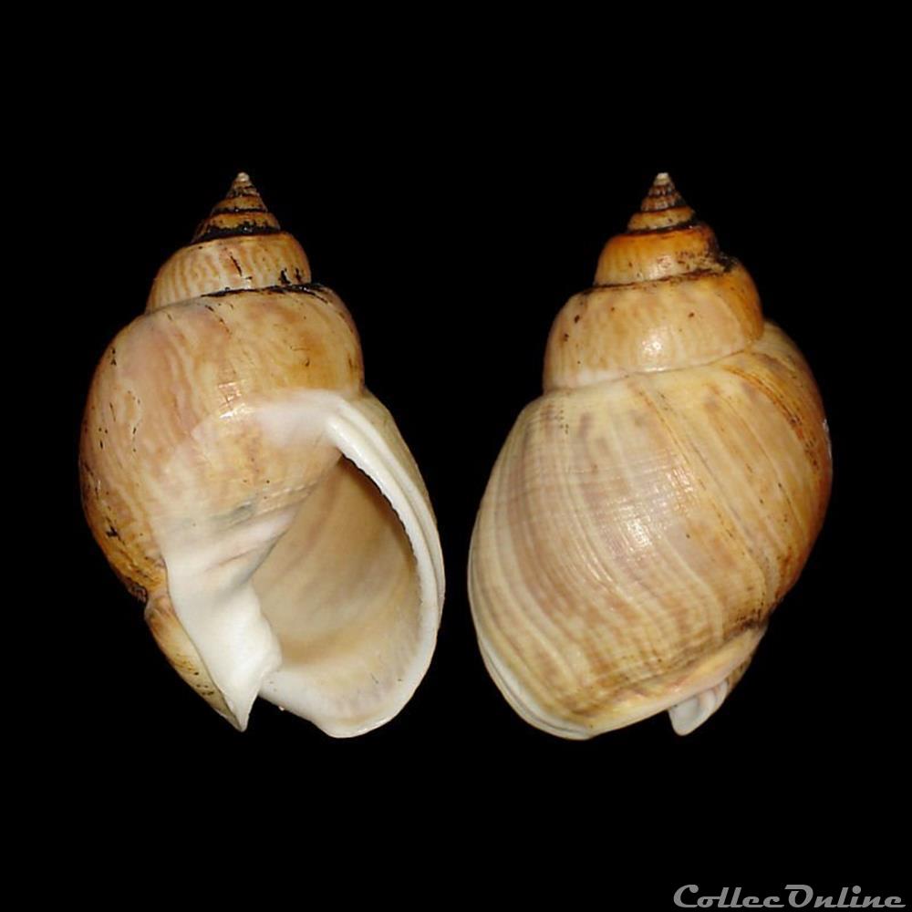 Nassariidae - Tritia mutabilis (Linné, 1758) coquillages fossiles gastropoda nassariidae tritia mutabilis linne 1758