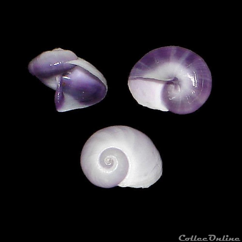 Janthinidae - Janthina janthina (Linné, 1758) coquillages fossiles gastropoda janthinidae janthina janthina linne 1758