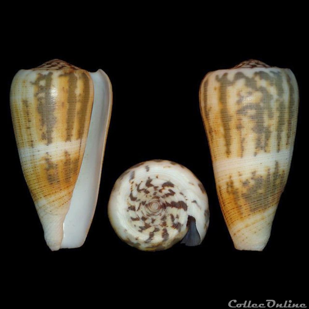 Pionoconus raphanus (Hwass in Bruguière, 1792) coquillages fossiles gastropoda pionoconus raphanus hwass in bruguiere 1792
