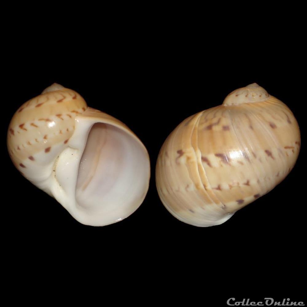Naticidae - Naticarius canrena (Linné, 1758) coquillages fossiles gastropoda naticidae naticarius canrena linne 1758