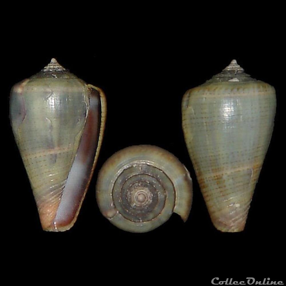 Conidae - Lautoconus (Africonus) iberogermanicus (Röckel, Rolán & Monteiro, 1980) coquillages fossiles gastropoda conidae lautoconus africonus iberogermanicus rockel rolan monteiro 1980