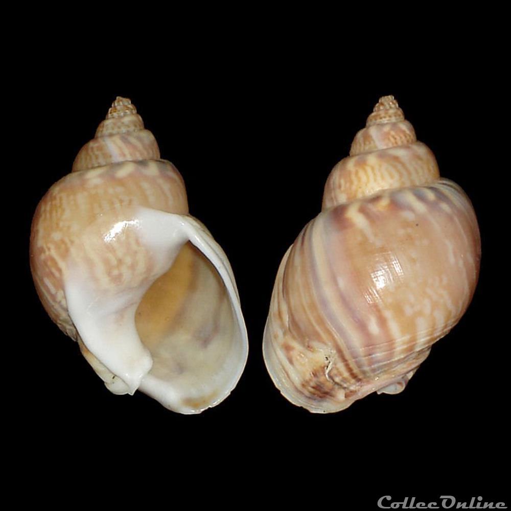 Nassariidae - Tritia mutabilis (Linné, 1758) coquillages fossiles gastropoda nassariidae tritia mutabilis linne 1758