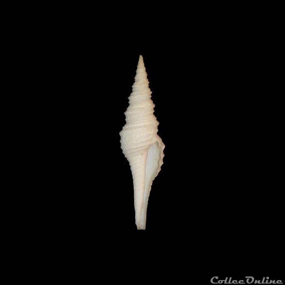 coquillages fossiles gastropoda turridae polystira albida perry 1811