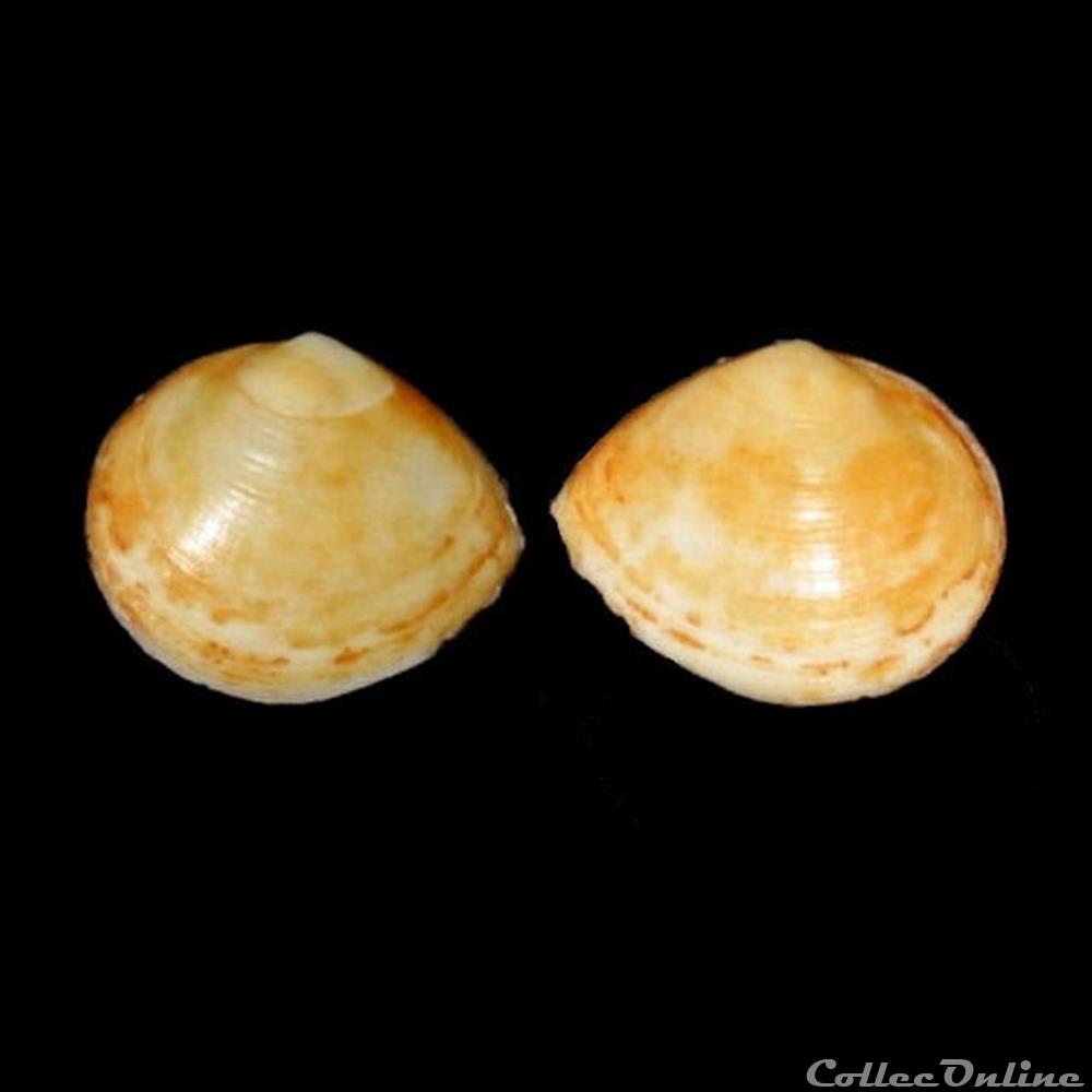 Tellinidae - Limecola balthica (Linné, 1758) coquillages fossiles bivalvia tellinidae limecola balthica linne 1758