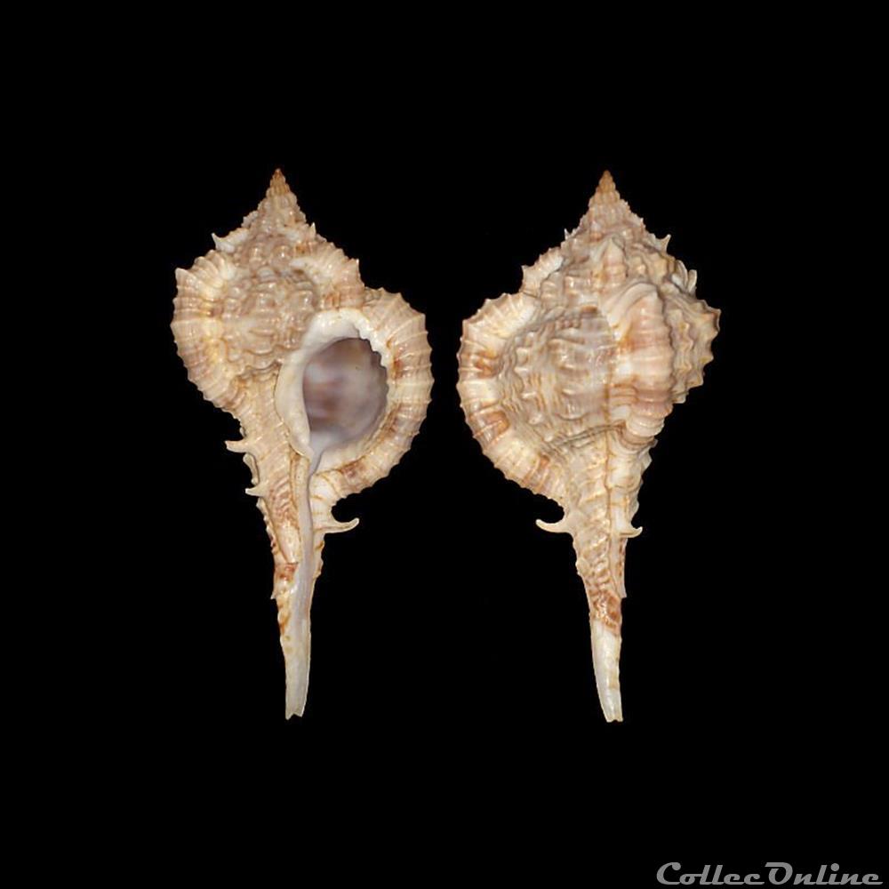 coquillages fossiles gastropoda muricidae vokesimurex messorius sowerby ii 1841