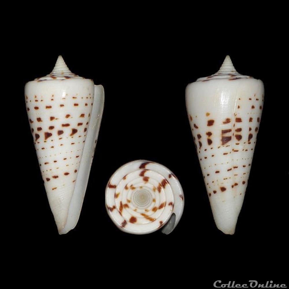 Strategoconus (Strategoconus) monile (Hwass in Bruguière, 1792) coquillages fossiles gastropoda strategoconus strategoconus monile hwass in bruguiere 1792