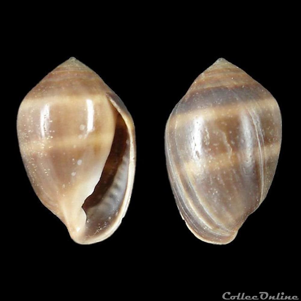 Ellobiidae - Melampus liberianus (Adams & Adams, 1854) coquillages fossiles gastropoda ellobiidae melampus liberianus adams adams 1854