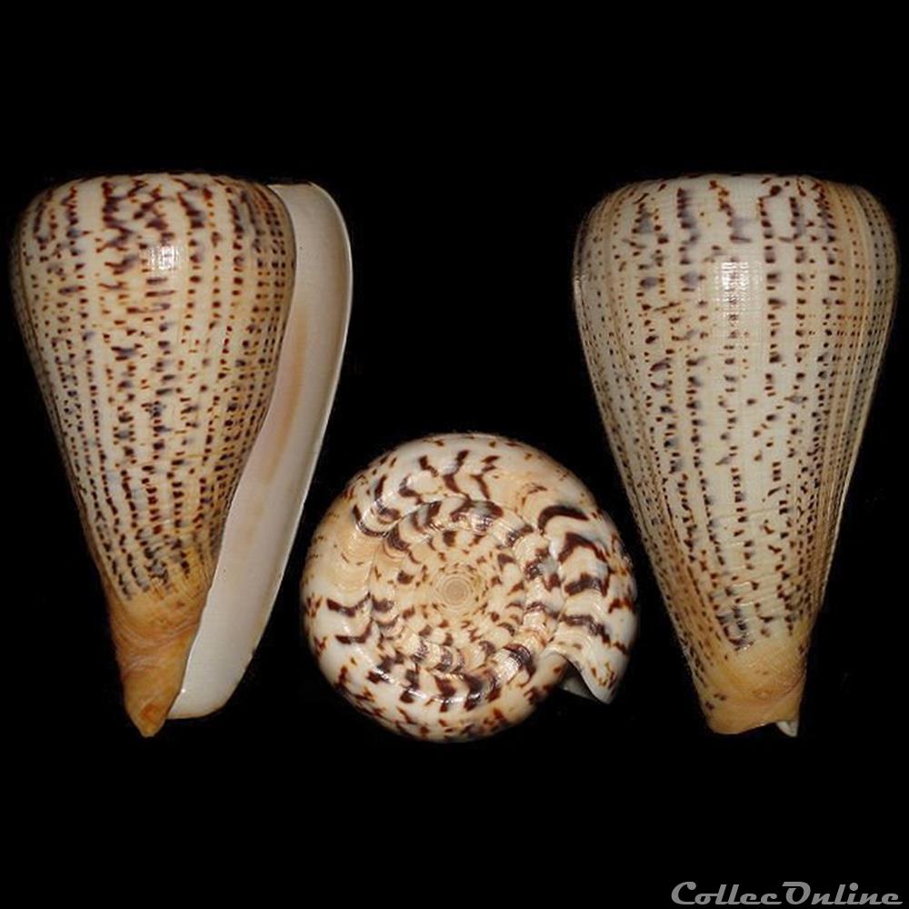 coquillages fossiles gastropoda dendroconus suratensis hwass in bruguiere 1792