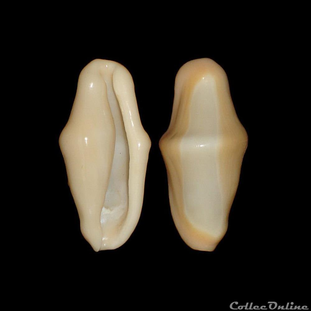Ovulidae - Cyphoma gibbosum (Linné, 1758) coquillages fossiles gastropoda ovulidae cyphoma gibbosum linne 1758