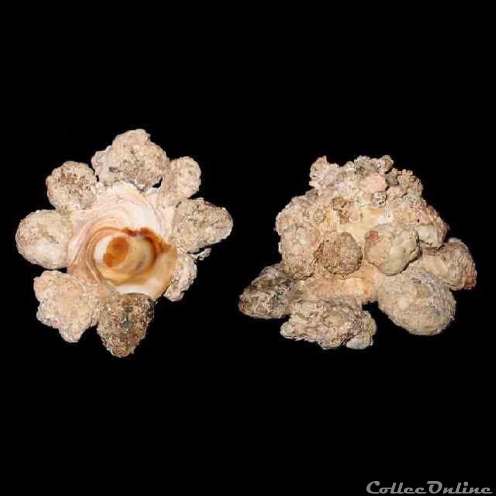 Xenophoridae - Xenophora conchyliophora (Born, 1780) coquillages fossiles gastropoda xenophoridae xenophora conchyliophora born 1780