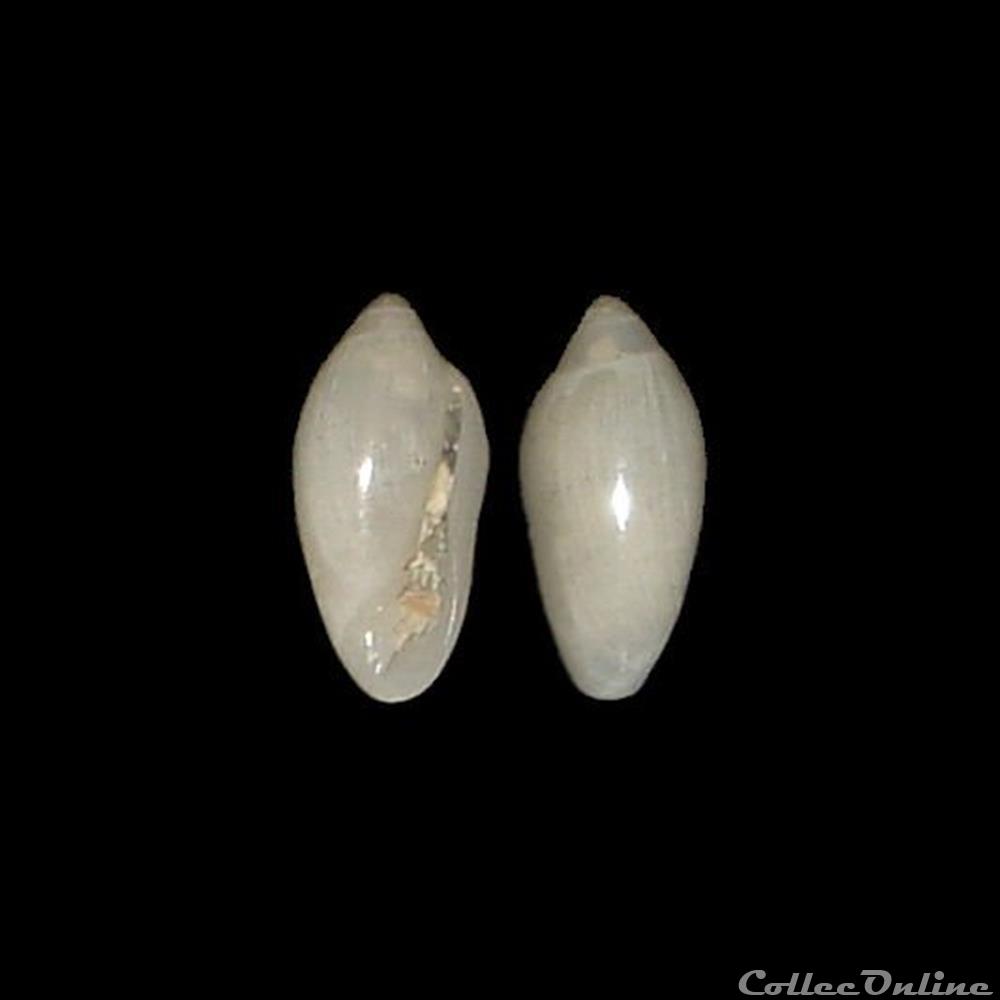 Marginellidae - Volvarina mitrella (Risso, 1826) coquillage fossile gastropodum marginellidae volvarina mitrella risso 1826