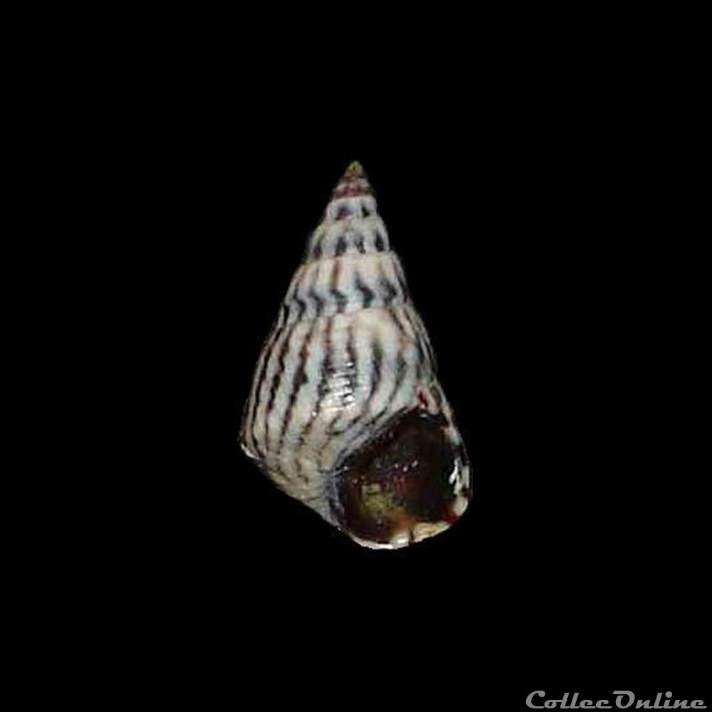 Littorinidae - Echinolittorina angustior (Mörch, 1876) coquillages fossiles gastropoda littorinidae echinolittorina angustior morch 1876