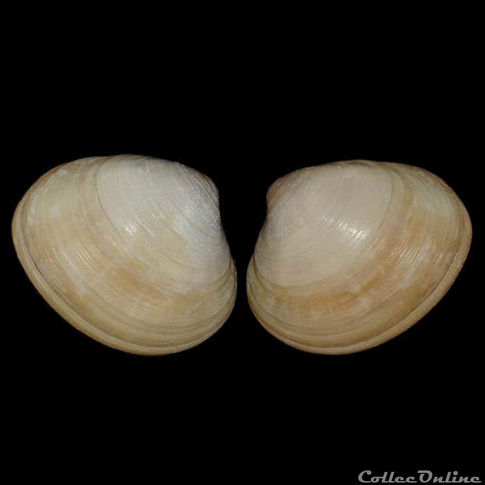 coquillages fossiles bivalvia veneridae pitar tumens gmelin 1791