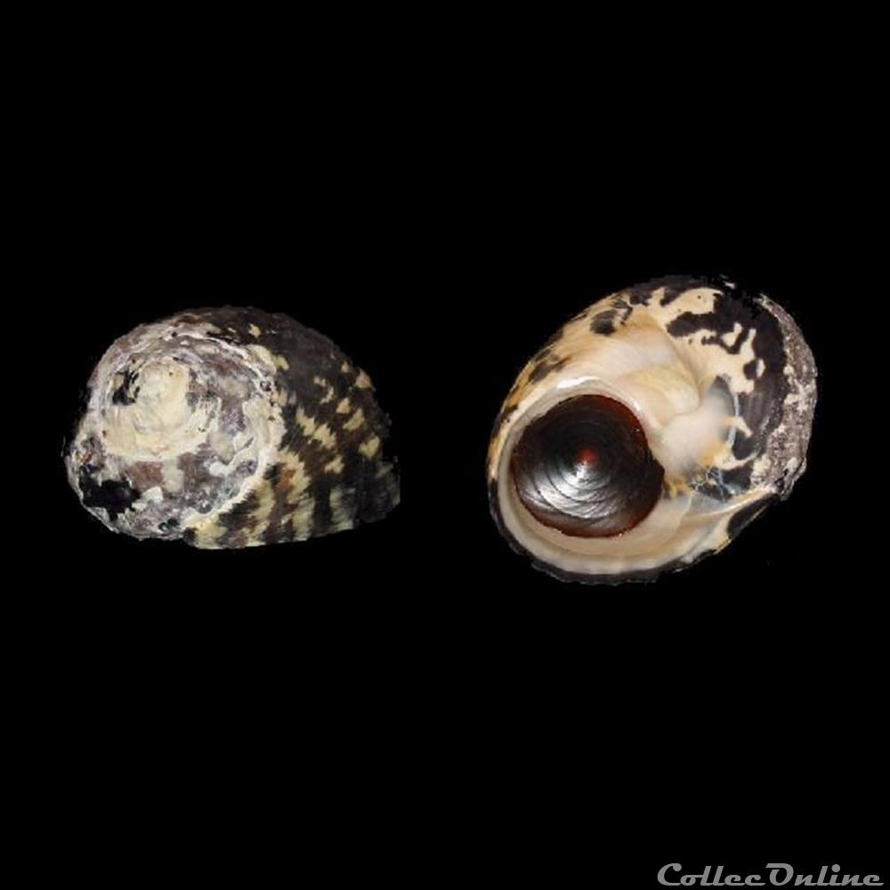 Tegulidae - Cittarium pica (Linné, 1758) coquillages fossiles gastropoda tegulidae cittarium pica linne 1758