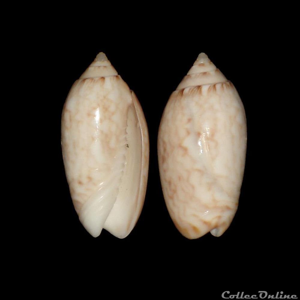 Olividae - Americoliva reticularis (Lamarck, 1811) coquillages fossiles gastropoda olividae americoliva reticularis lamarck 1811