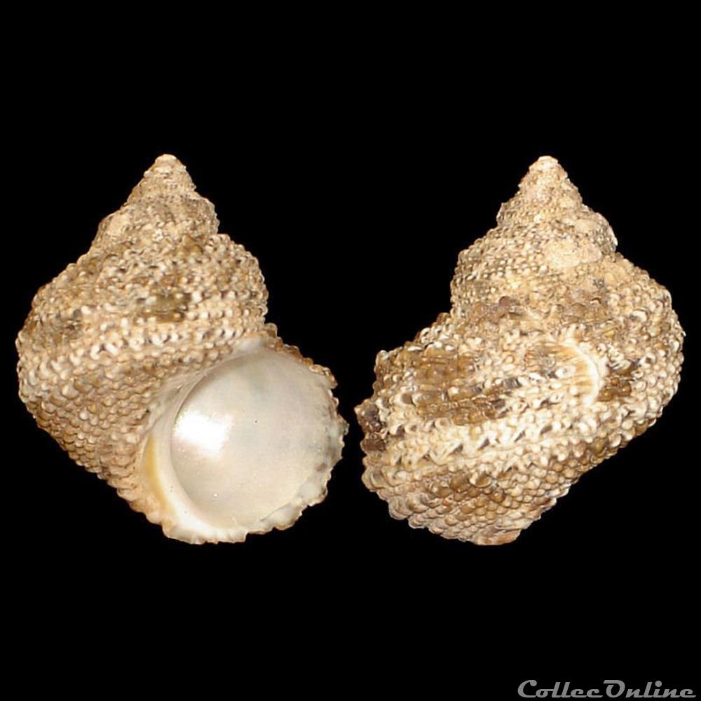 Turbinidae - Turbo castanea (Gmelin, 1791) coquillages fossiles gastropoda turbinidae turbo castanea gmelin 1791