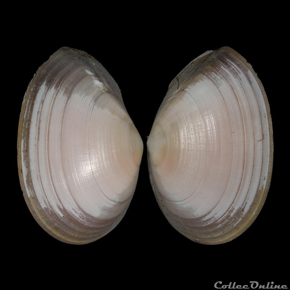 Tellinidae - Peronaea planata (Linné, 1758) coquillages fossiles bivalvia tellinidae peronaea planata linne 1758