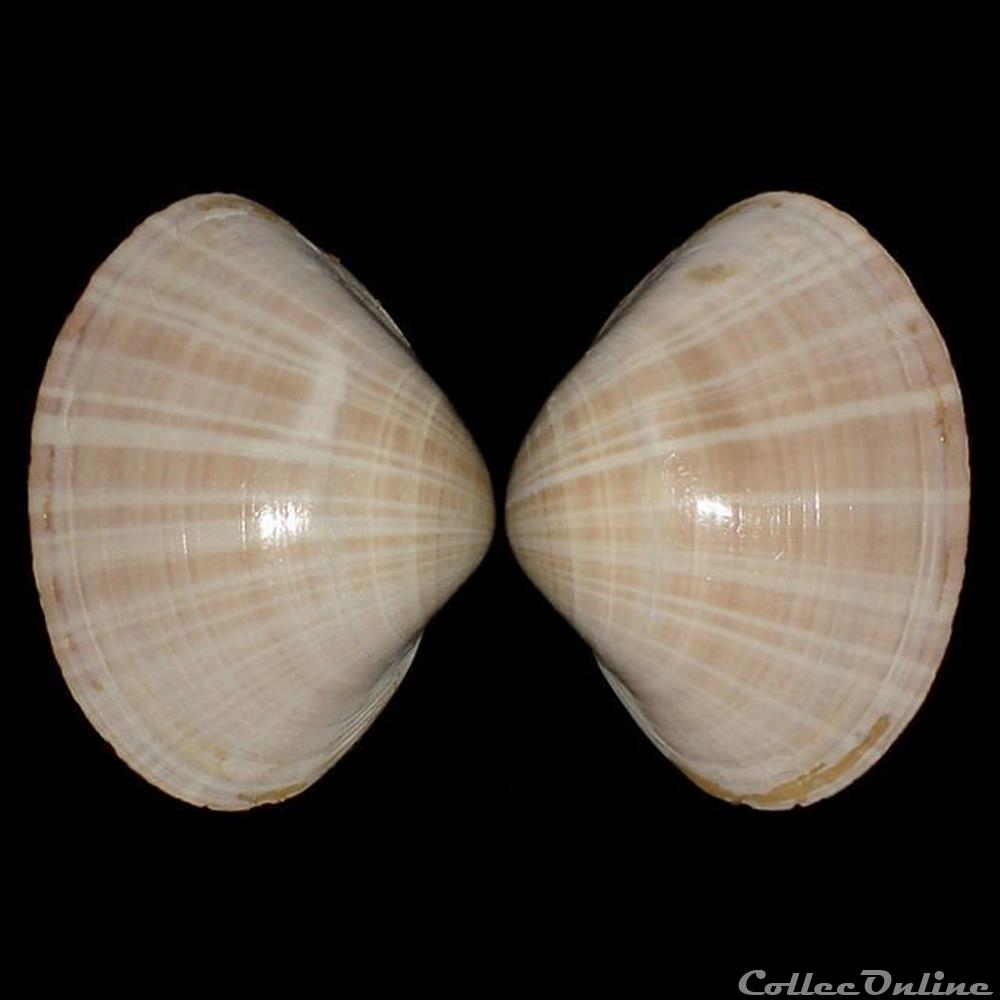 coquillages fossiles bivalvia mactridae mactra stultorum linne 1758