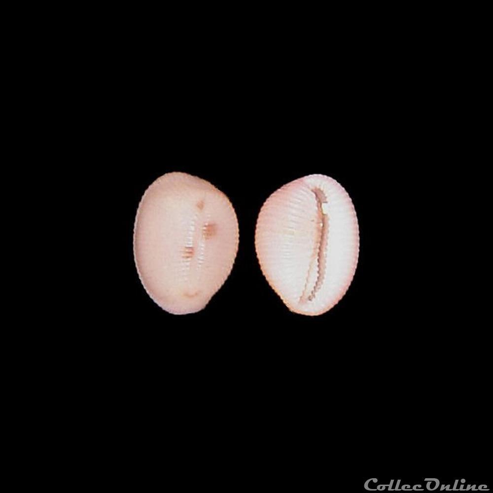 coquillages fossiles gastropoda triviidae niveria quadripunctata gray 1827