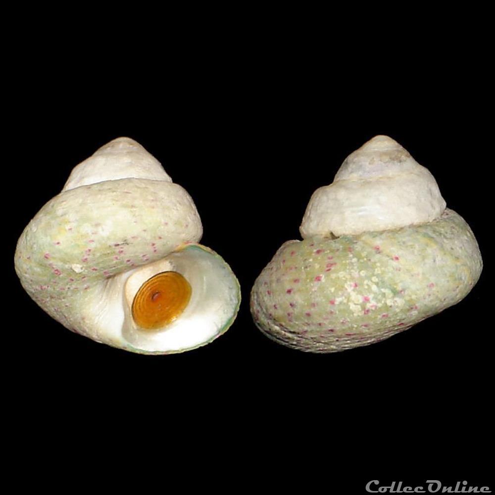 coquillages fossiles gastropoda trochidae steromphala divaricata linnaeus 1758