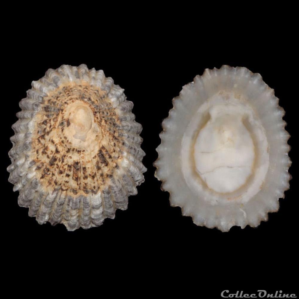 Patellidae - Patella lugubris (Gmelin, 1791) coquillages fossiles gastropoda patellidae patella lugubris gmelin 1791