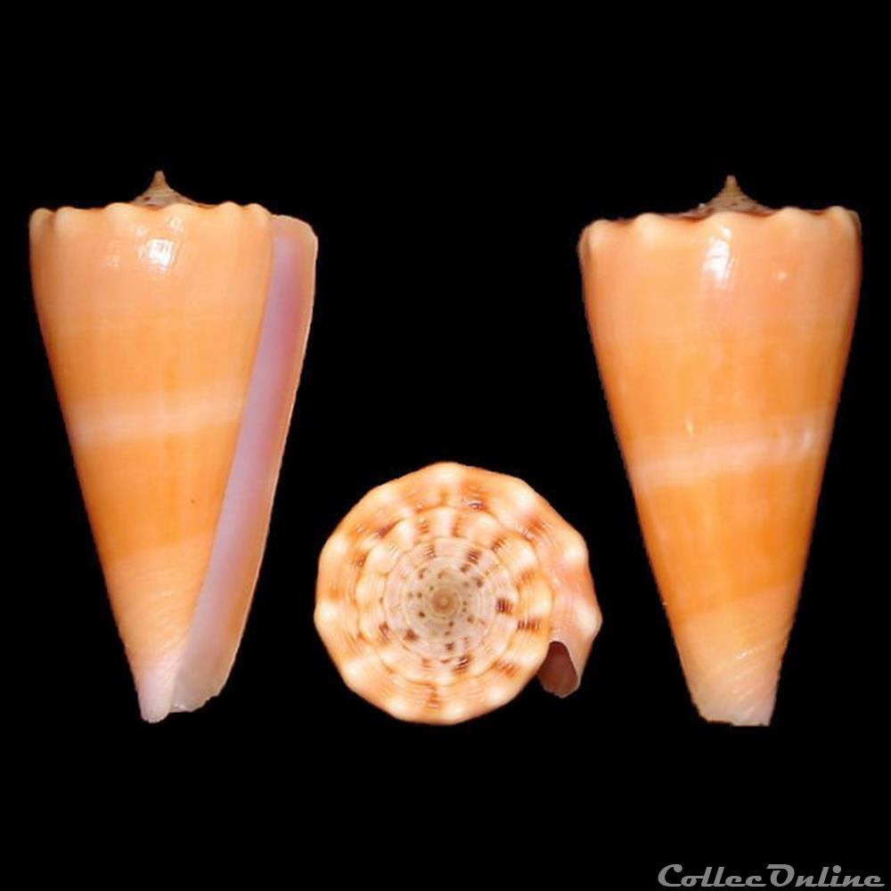 Kioconus (Kioconus) roseorapum (Raybaudi Massilia & da Motta, 1990) coquillages fossiles gastropoda kioconus kioconus roseorapum raybaudi massilia da motta 1990