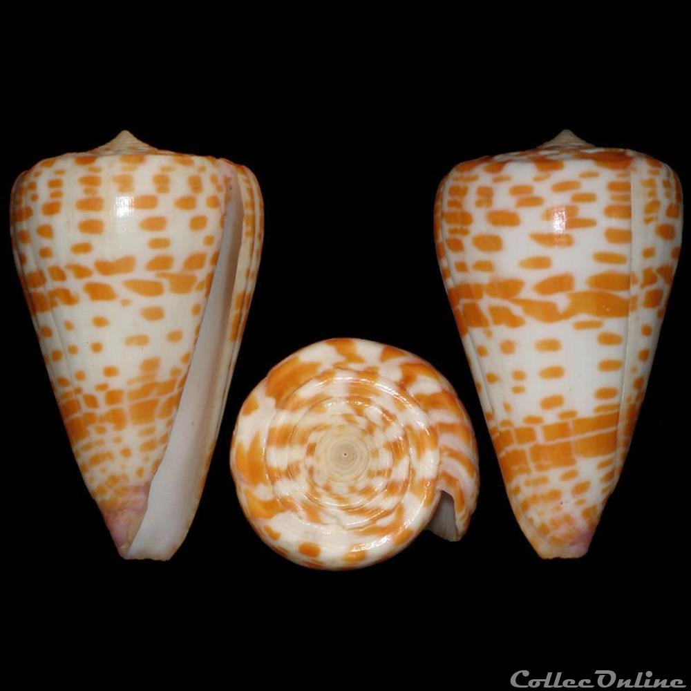 Tesselliconus tessulatus (Born, 1778) coquillages fossiles gastropoda tesselliconus tessulatus born 1778