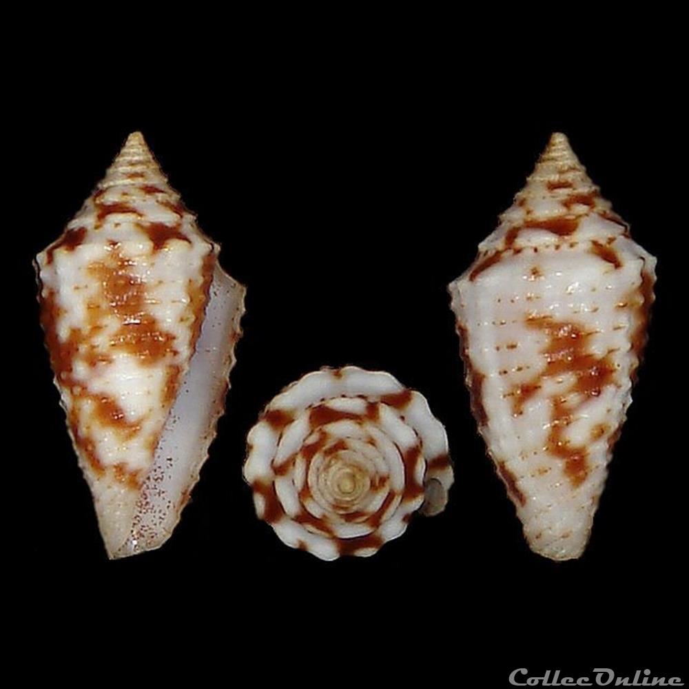 coquillages fossiles gastropoda jaspidiconus verrucosus hwass in bruguiere 1792