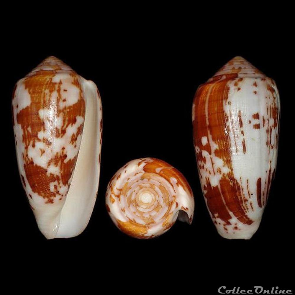 Pionoconus floccatus (Sowerby I, 1841) coquillages fossiles gastropoda pionoconus floccatus sowerby i 1841