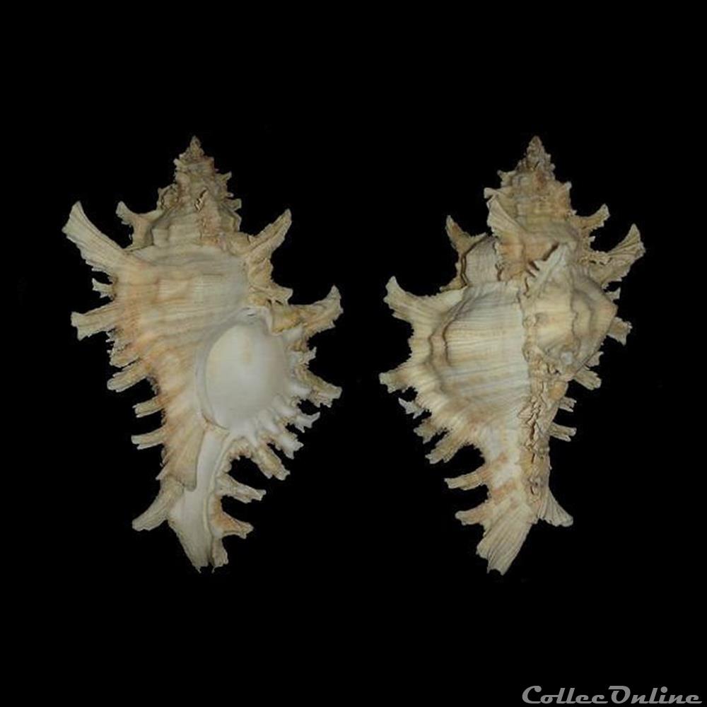 Muricidae - Chicoreus brevifrons (Lamarck, 1822) coquillages fossiles gastropoda muricidae chicoreus brevifrons lamarck 1822