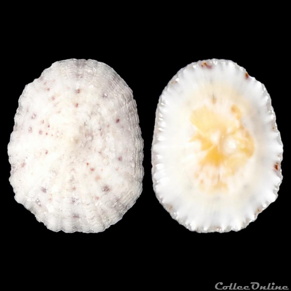 Eoacmaeidae - Eoacmaea pustulata (Helbling, 1779) coquillages fossiles gastropoda eoacmaeidae eoacmaea pustulata helbling 1779