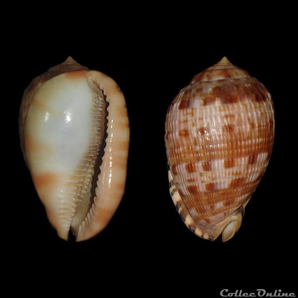 Cassidae - Cypraecassis testiculus (Linné, 1758) coquillages fossiles gastropoda cassidae cypraecassis testiculus linne 1758