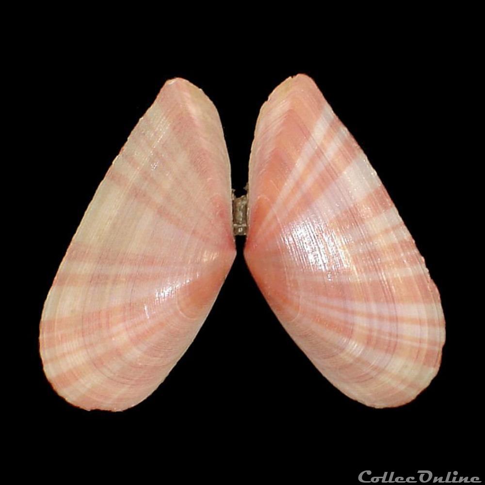 Tellinidae - Moerella pulchella (Lamarck, 1818) coquillages fossiles bivalvia tellinidae moerella pulchella lamarck 1818