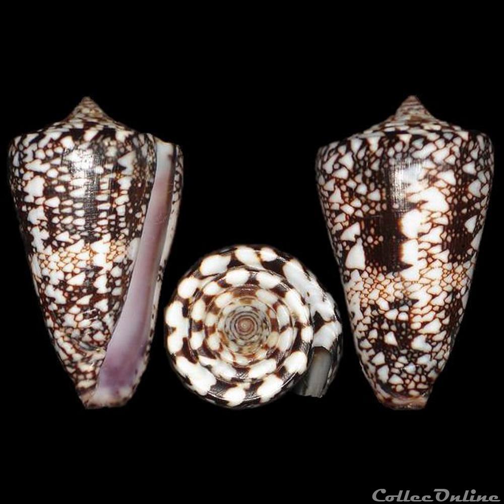 Leptoconus locumtenens (Blumenbach, 1791) coquillages fossiles gastropoda leptoconus locumtenens blumenbach 1791