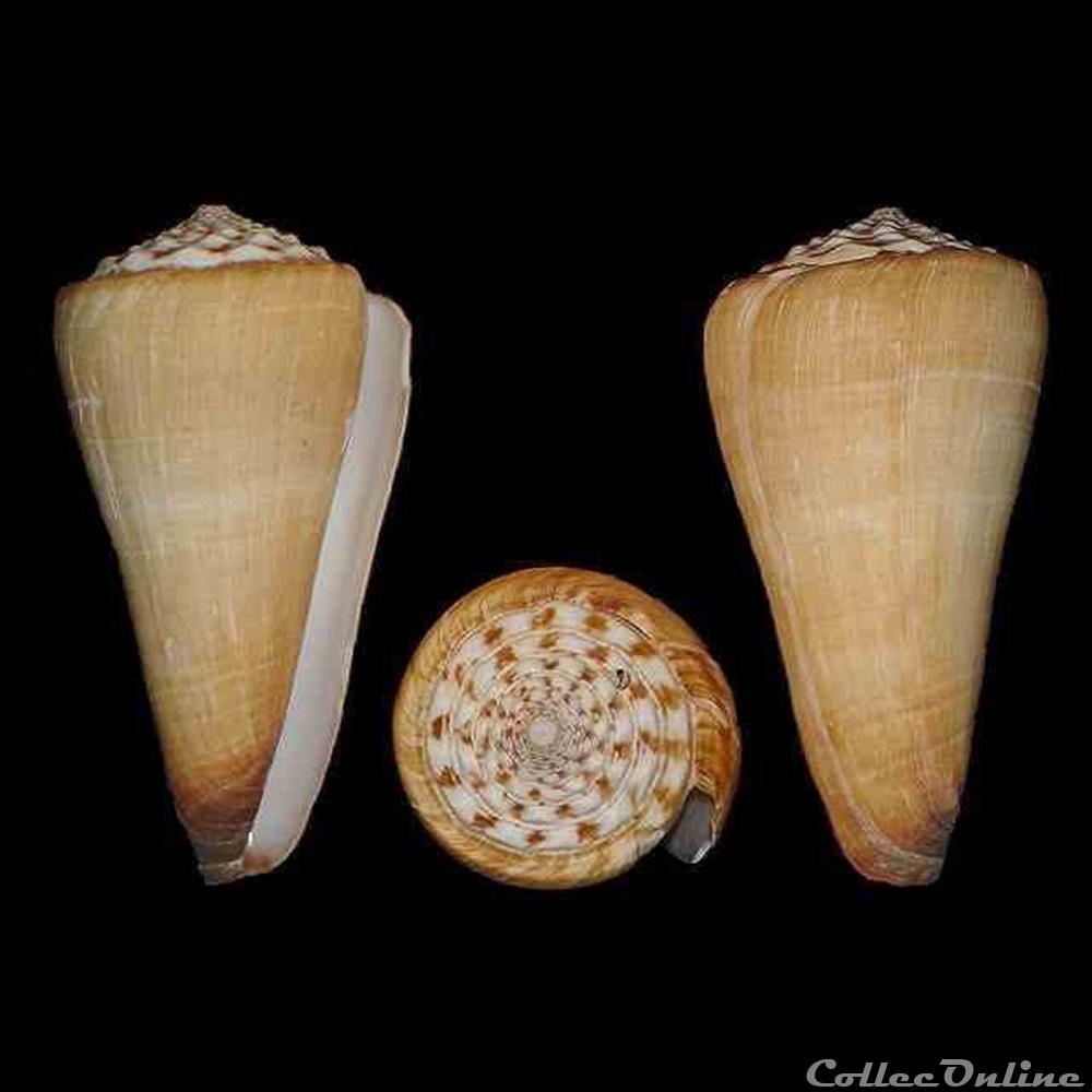 Fraterconus distans (Hwass in Bruguière 1792) coquillages fossiles gastropoda fraterconus distans hwass in bruguiere 1792