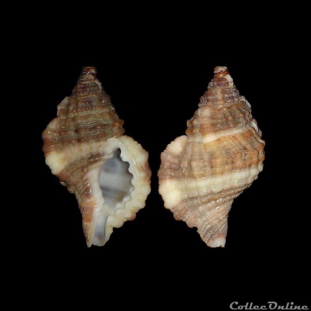 Cymatiidae - Gutturnium muricinum (Röding, 1798) coquillages fossiles gastropoda cymatiidae gutturnium muricinum roding 1798