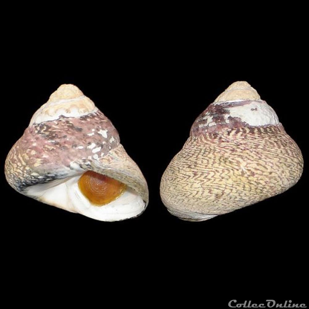Trochidae - Phorcus lineatus (da Costa, 1778) coquillage fossile gastropodum trochidae phorcus lineatus da costa 1778
