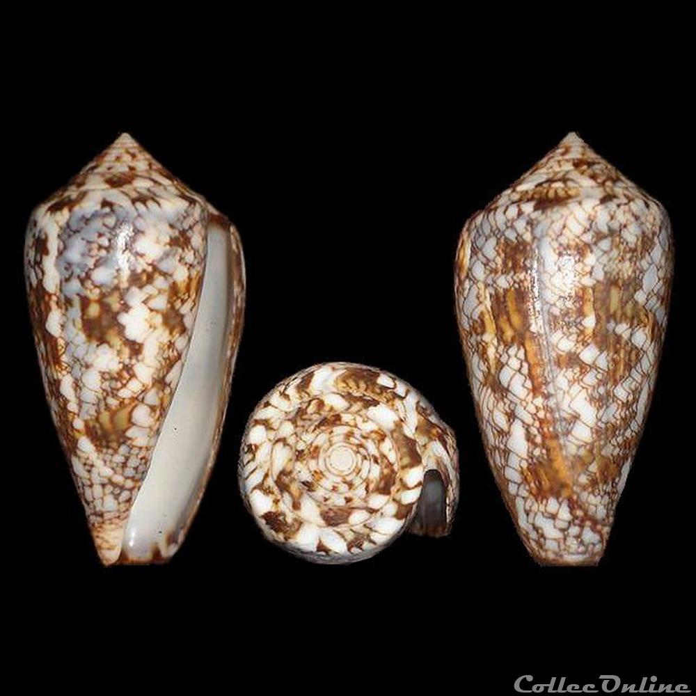 Cylinder victoriae (Reeve, 1843) coquillages fossiles gastropoda cylinder victoriae reeve 1843