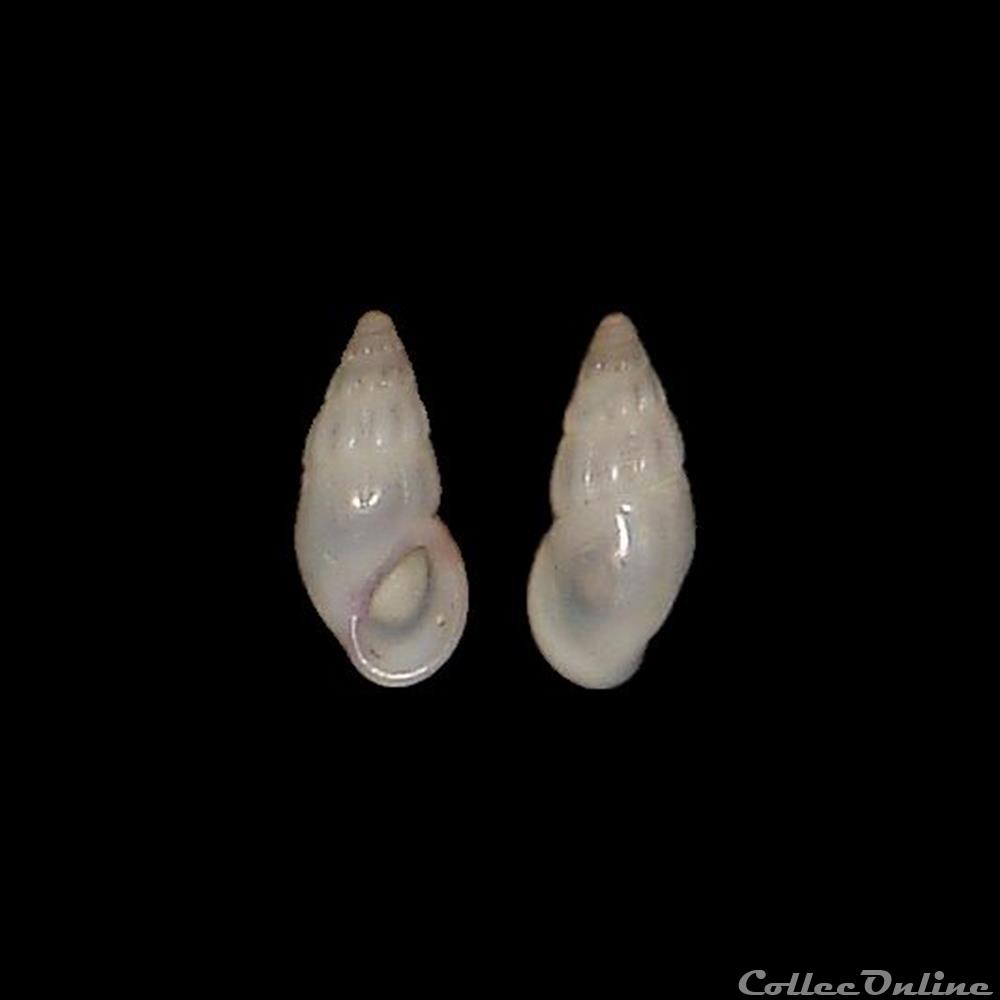 coquillage fossile gastropodum rissoidae rissoa ventricosa desmarest 1814