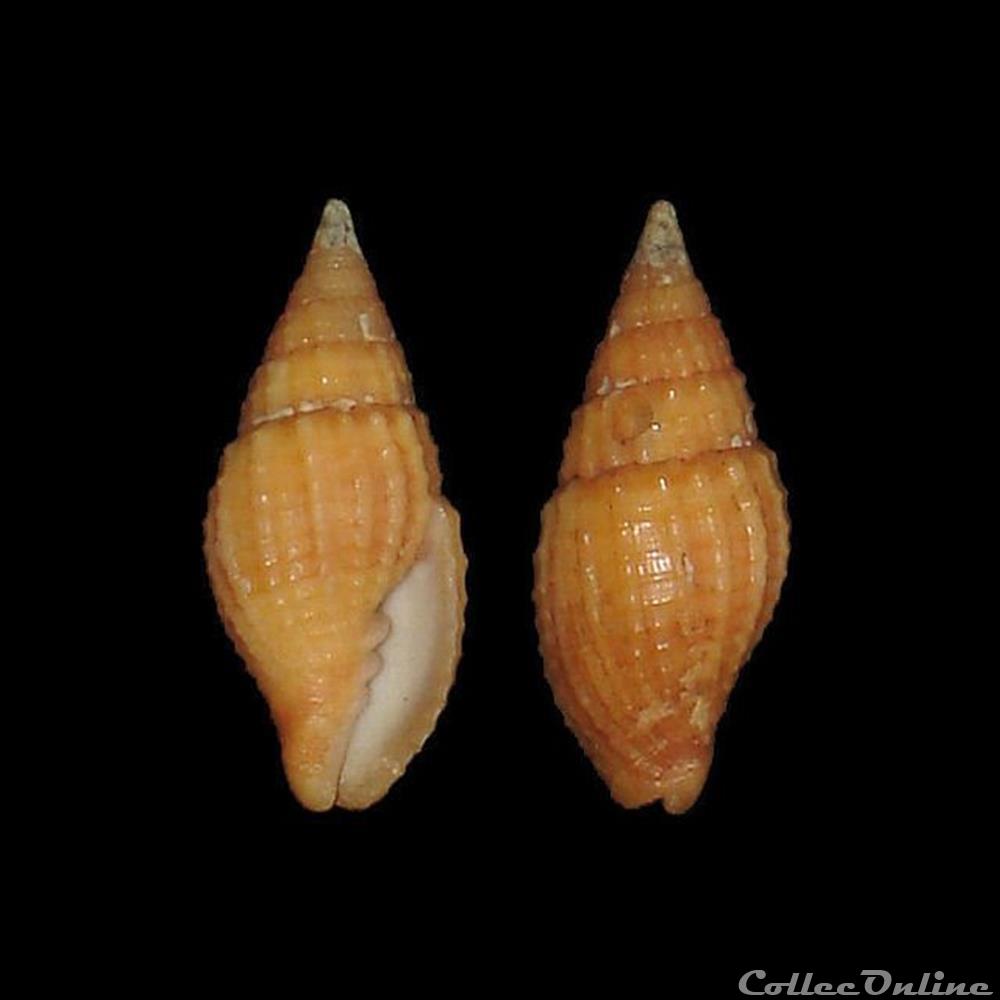 Mitridae - Neotiara nodulosa (Gmelin, 1791) coquillages fossiles gastropoda mitridae neotiara nodulosa gmelin 1791