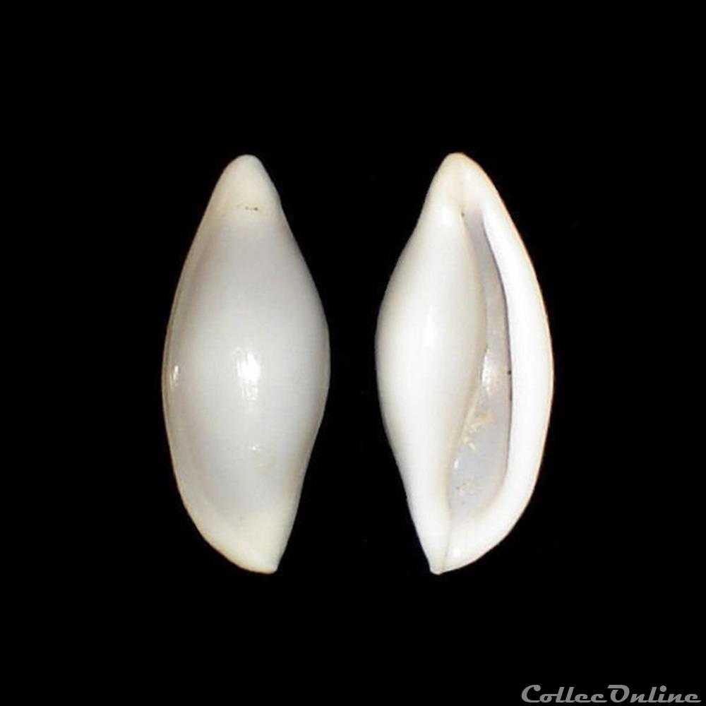 Ovulidae - Simnia spelta (Linné, 1758) coquillages fossiles gastropoda ovulidae simnia spelta linne 1758