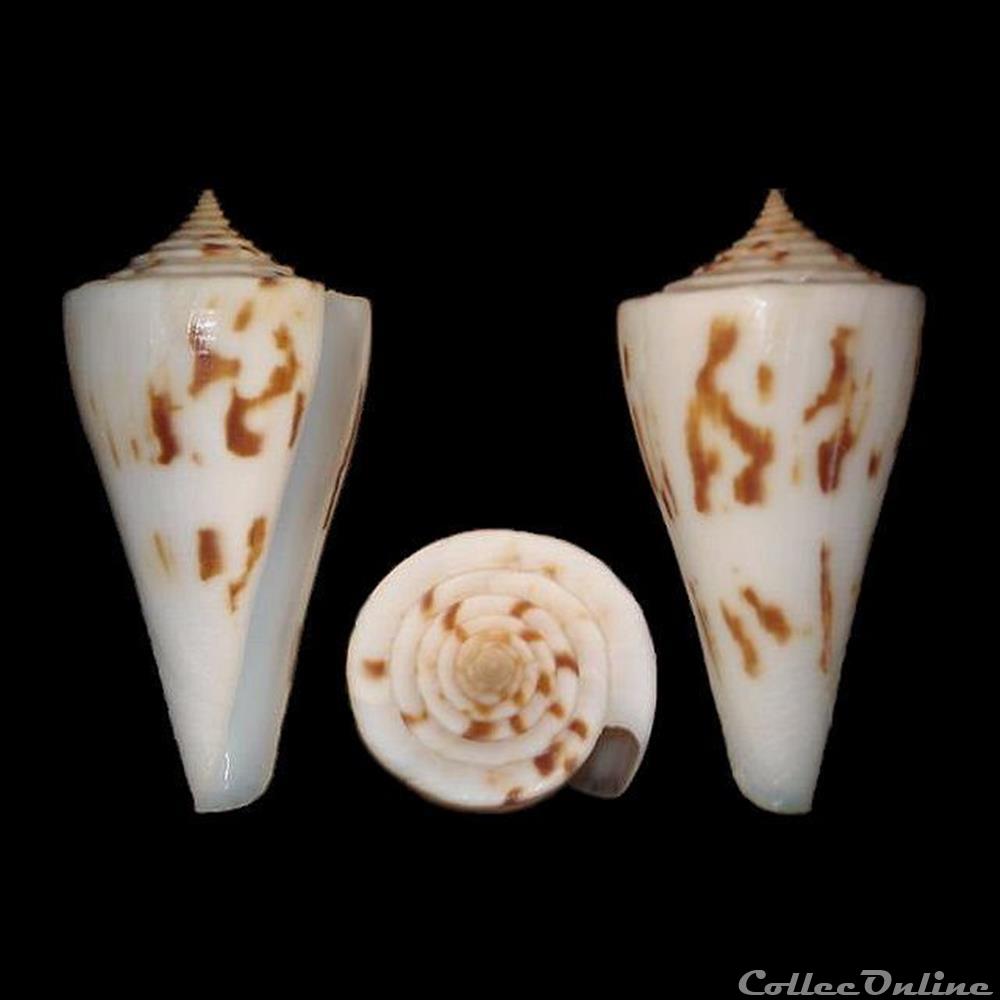 Dauciconus (Dauciconus) poormani (Berry, 1968) coquillages fossiles gastropoda dauciconus dauciconus poormani berry 1968