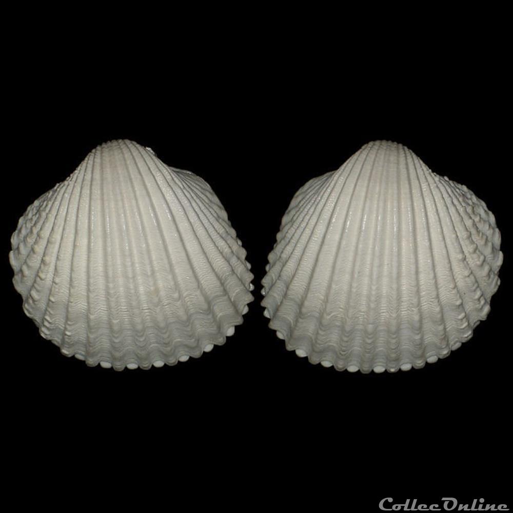 coquillages fossiles bivalvia cardiidae acanthocardia tuberculata linne 1758
