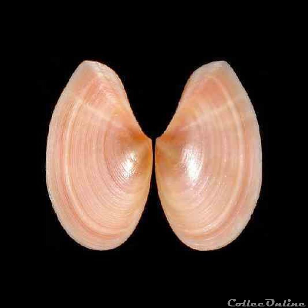 Tellinidae - Bosemprella incarnata (Linné, 1758) coquillages fossiles bivalvia tellinidae bosemprella incarnata linne 1758