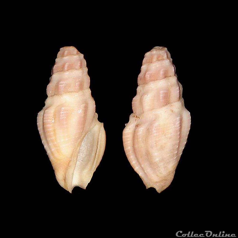 Pseudomelatomidae - Crassispira callosa (Kiener, 1839) coquillages fossiles gastropoda pseudomelatomidae crassispira callosa kiener 1839