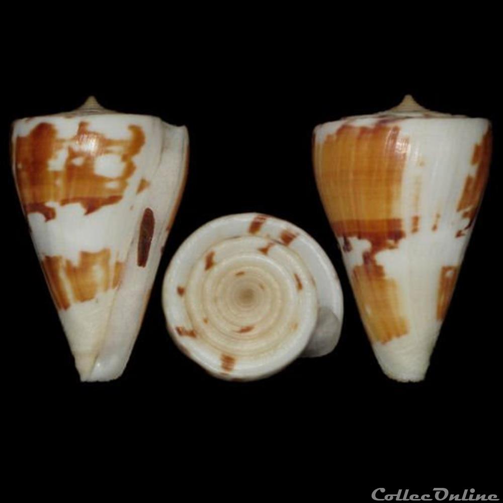 Kioconus (Kioconus) malacanus (Hwass in Bruguière 1792) coquillages fossiles gastropoda kioconus kioconus malacanus hwass in bruguiere 1792