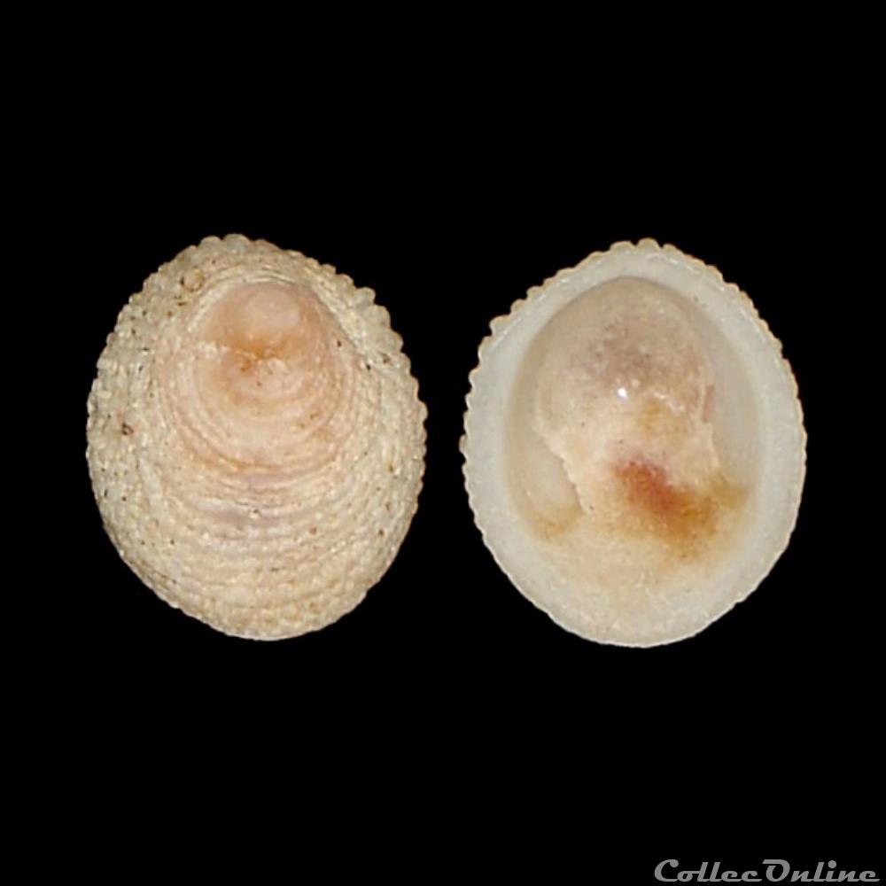 coquillages fossiles gastropoda hipponicidae pilosabia subrufa lamarck 1819