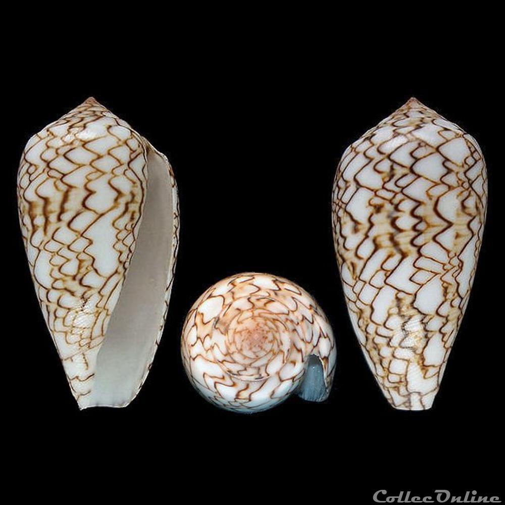 Cylinder textile (Linné, 1758) coquillages fossiles gastropoda cylinder textile linne 1758