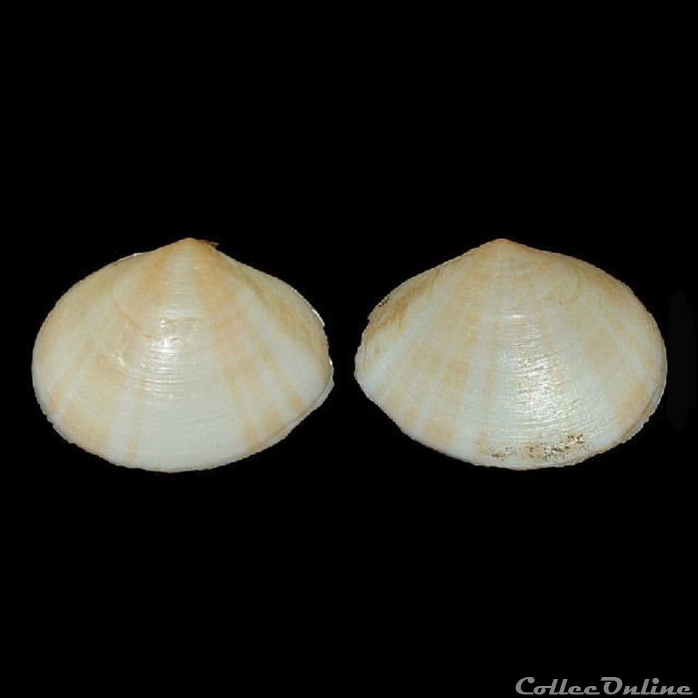 Tellinidae - Laciolina laevigata (Linnaeus, 1758) coquillages fossiles bivalvia tellinidae laciolina laevigata linnaeus 1758