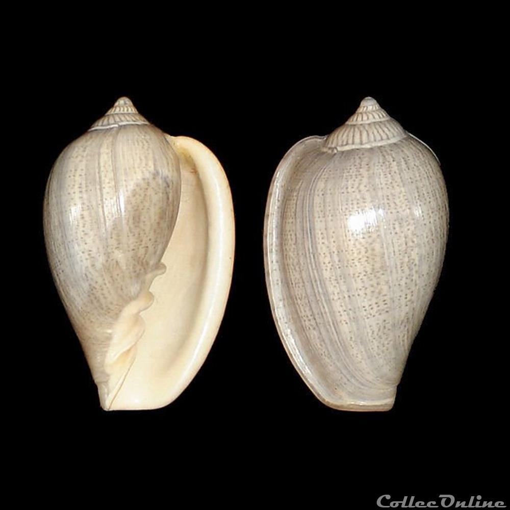 Marginellidae - Marginella helmatina (Rang, 1832) coquillages fossiles gastropoda marginellidae marginella helmatina rang 1832